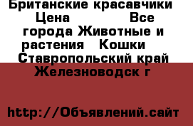 Британские красавчики › Цена ­ 35 000 - Все города Животные и растения » Кошки   . Ставропольский край,Железноводск г.